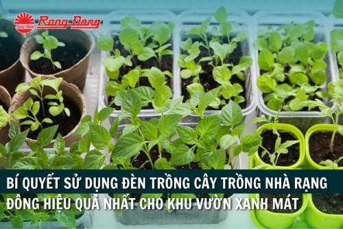 Bí Quyết Sử Dụng Đèn Trồng Cây Trồng Nhà Rạng Đông Hiệu Quả Nhất Cho Khu Vườn Xanh Mát